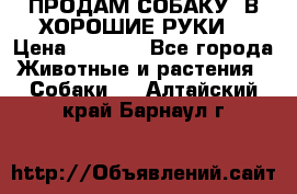 ПРОДАМ СОБАКУ  В ХОРОШИЕ РУКИ  › Цена ­ 4 000 - Все города Животные и растения » Собаки   . Алтайский край,Барнаул г.